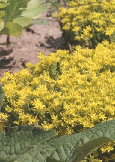 Fettblatt gelb Bienenweide in Radeberg