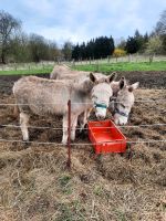 Zwei liebe Esel Mecklenburg-Vorpommern - Neukloster Vorschau