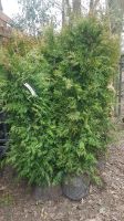 Thuja Brabant ca 160cm hoch 25€ Niedersachsen - Seevetal Vorschau