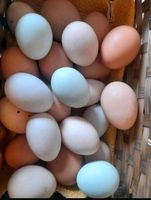 Bio Eier von mein Hühner zum Verkaufen Niedersachsen - Barsinghausen Vorschau