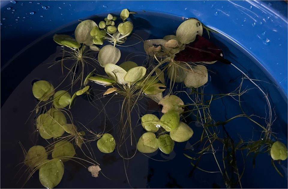 Schwimmpflanzen Aquarium abzugeben in Sankt Augustin