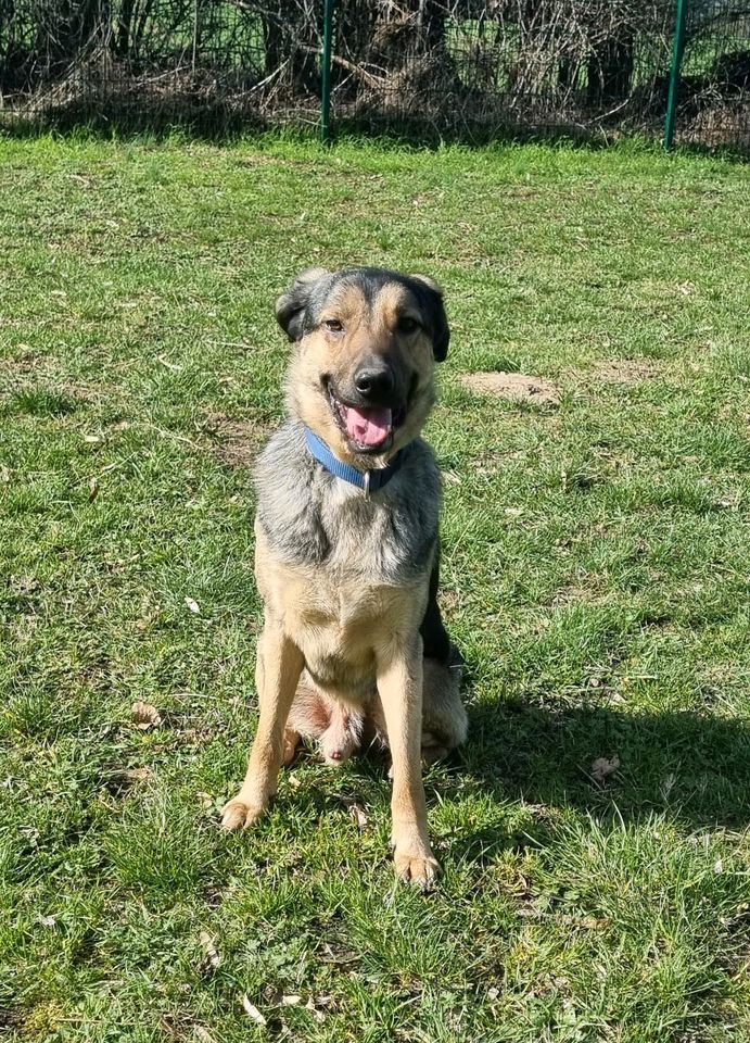 Luwin - toller Rüde sucht ein Zuhause❤️ in Dormagen