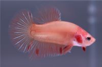 Betta Splendens // Kampffisch // Dalmatian HMPK Männchen D1 Berlin - Neukölln Vorschau