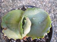 Agave marmorata ‘Papilio Platanoides’ Baden-Württemberg - Rheinstetten Vorschau