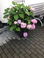 Hortensie Endless Sommer winterhart, blüht bis Herbst, unzählige Bayern - Straubing Vorschau