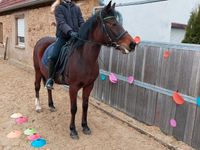 Deutsches Reitpony Stute Bayern - Lülsfeld Vorschau