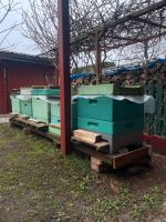 10 Beutel 2000 Euro Bienenvölker Buckfast in DNM Niedersachsen - Sulingen Vorschau