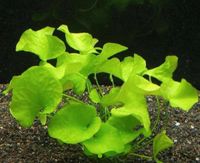 Aquarium Pflanze Taiwan Lotus Flipper Nymphoides sp. "Flipper Niedersachsen - Tespe Vorschau