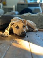 Junghund Cooper aus dem italienischen Tierschutz sucht Zuhause Nordrhein-Westfalen - Rösrath Vorschau