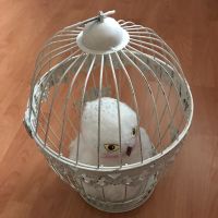 Vogelkäfig Deko Vintage Weiß mit DIY Hedwig von Harry Potter Nordrhein-Westfalen - Marl Vorschau