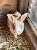 Verkaufe meine Riesen Kaninchen Rheinland-Pfalz - Mayen Vorschau