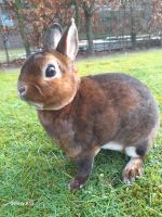 Kaninchen Zwergkaninchen Zwergrex Kaninchen mit Bewertungskarten Nordrhein-Westfalen - Herzebrock-Clarholz Vorschau