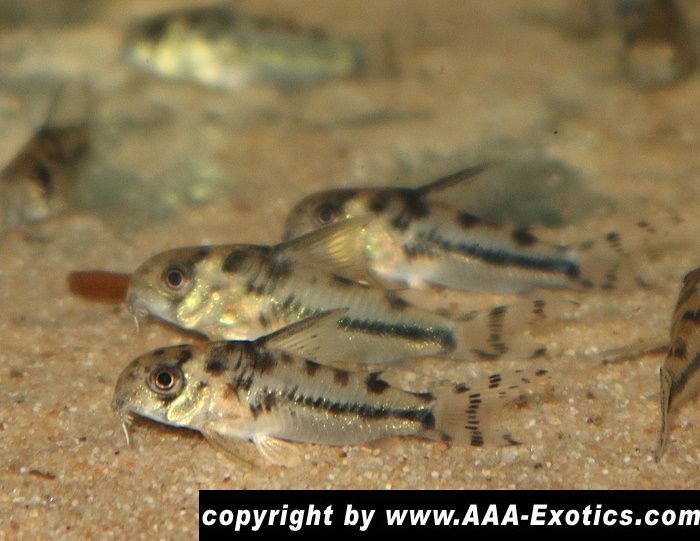 Corydoras boesemani "Surinam" in Raubling