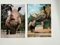 Tierkarten Ansichtskarten Postkarten Nashorn 2Stk Berlin - Treptow Vorschau