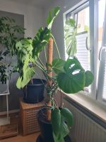 Monstera Fensterblatt Brandenburg - Ketzin/Havel Vorschau