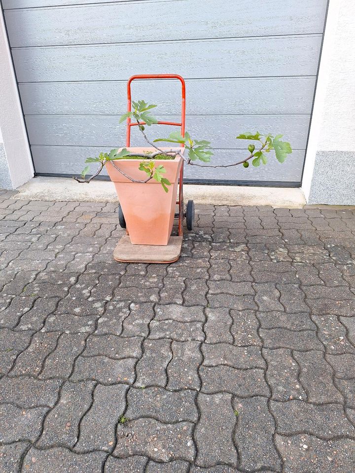 Bio Feigenbaum Pflanzkübel Pflanzen Feige Garten Terrasse Topf in Gründau