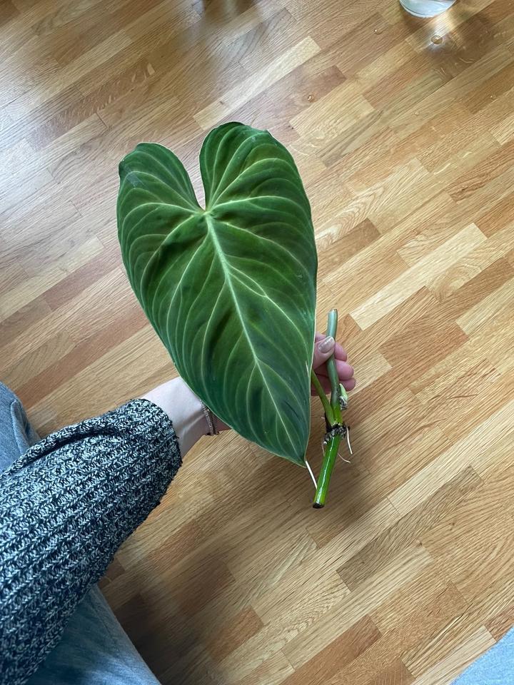 Stecklinge Philodendron Splendid (Melanochrysum x Verrucosum) in Griesheim