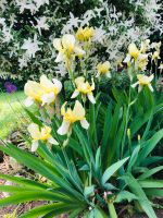 Iris Pflanze gelb Hessen - Hüttenberg Vorschau