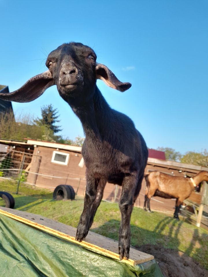 Tiergestützt: Fortbildung "Einblicke in die tiergestützte Arbeit" in Warsow