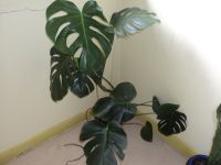 Monstera o. Fensterblatt Lübeck - St. Lorenz Süd Vorschau