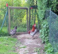 Araucana Bruteier Bayern - Reisbach Vorschau