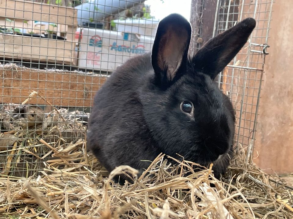 Vermittlung von Kaninchen,Katzen,Meerschweinchen,Schafe in Greußen