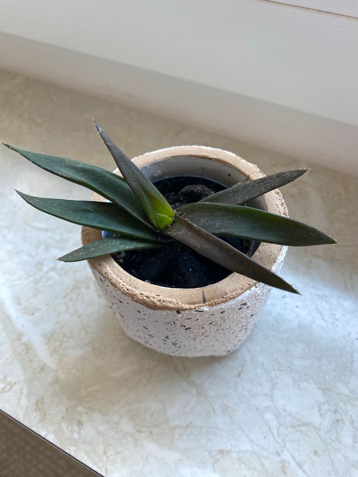 Aloe Vera klein in Köln