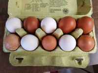 Frische Eier aus Freilandhaltung Bayern - Schwenningen Vorschau
