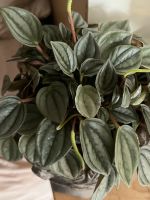 Peperomia caperata ‘Rosso’ Ableger Hessen - Neu-Anspach Vorschau