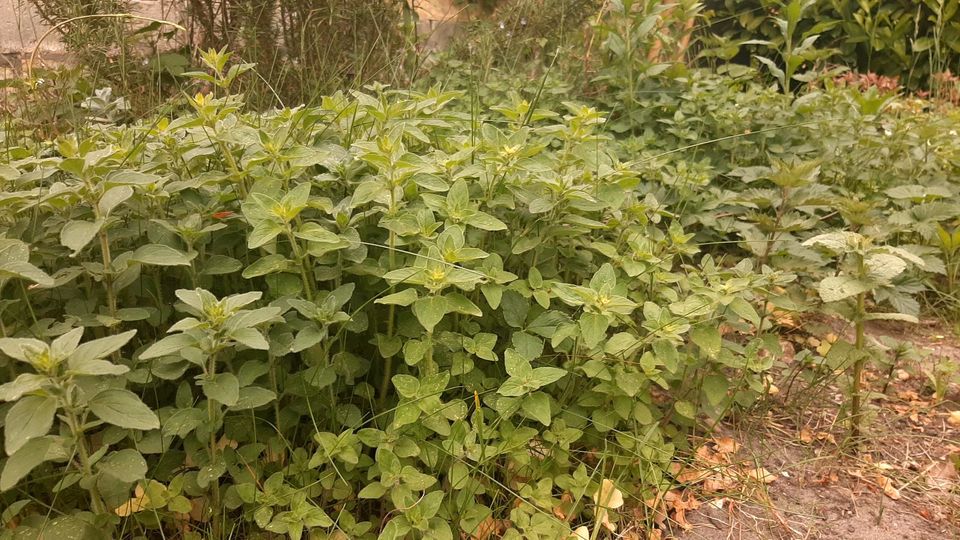 Pflanzen Roter Salbei , Oregano - winterharte Kräuter in Berlin