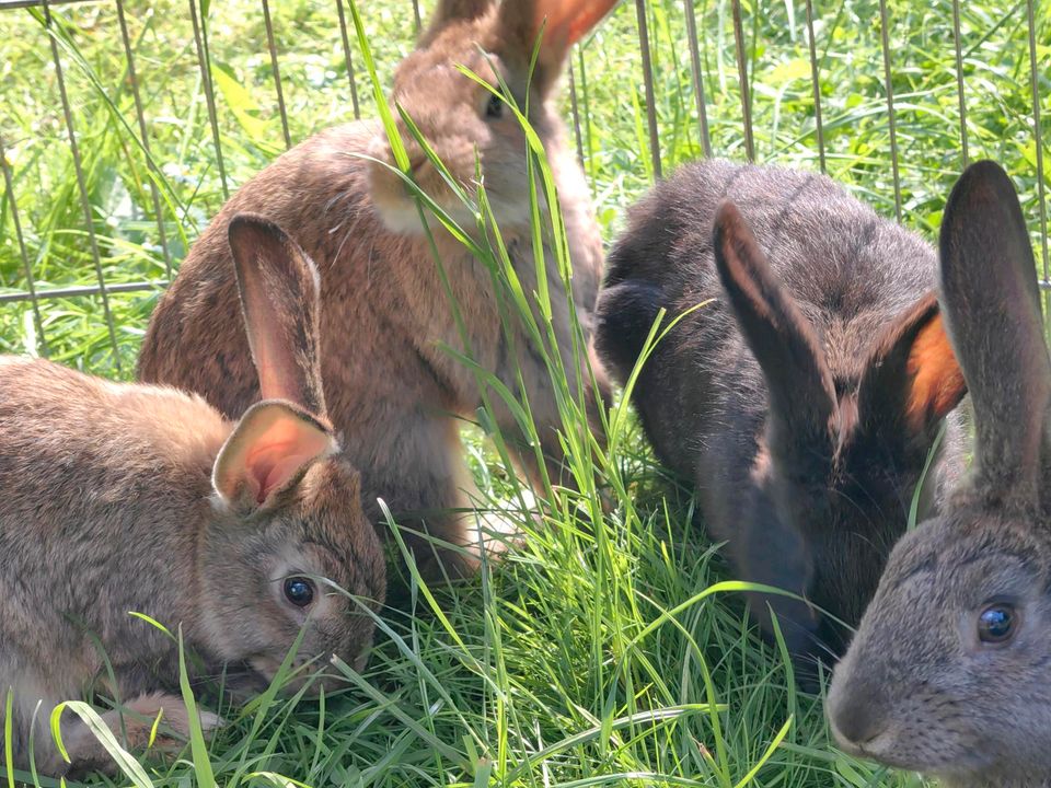 3 Kaninchen (1x schwarz 2x braun) in Köln