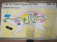 Plakat 'Hauskatze - innere Organe', (ehemaliges Schulplakat) Sachsen - Thum Vorschau