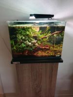 Dennerle Scapers Tank 35l komplett mit/ohne Hardscpape/Pflanzen Nordrhein-Westfalen - Steinhagen Vorschau