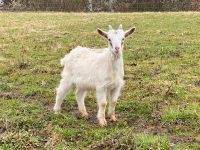 Ziege/ Ziegenbock/ männlich/ bio Bayern - Burgsinn Vorschau