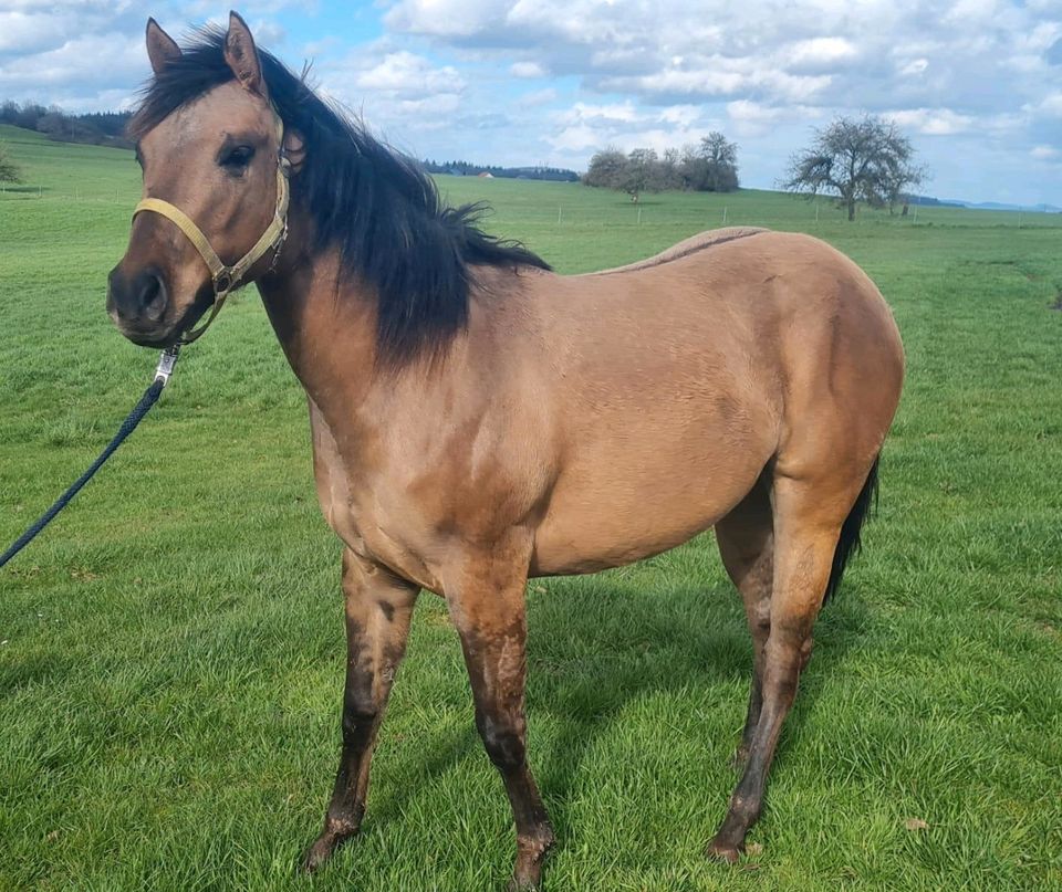 Quarter Horse Stute in Sonnenberg-Winnenberg