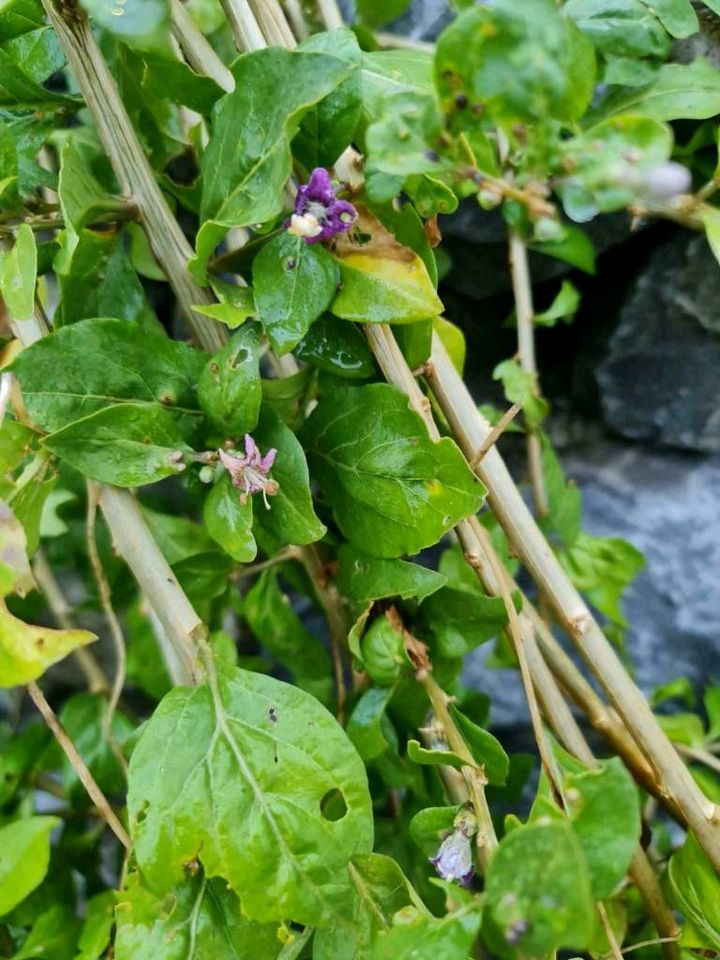 Himbeeren / Schwarze Johannisbeeren Ableger je 2 € in Bermatingen