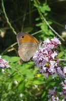 Wilder Oregano-Samen, Heil-und Gewürzpflanze, bes.insektenfreundl Bayern - Mömbris Vorschau