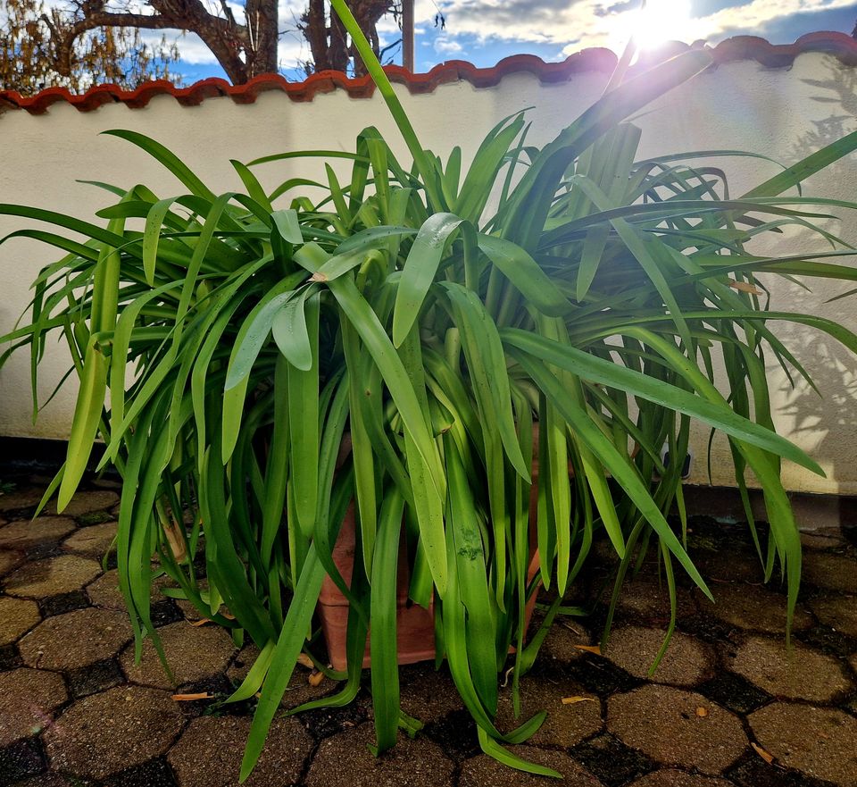 große Schmucklilie - Agapanthus - Balkonpflanze, Terassenpflanze in Bingen