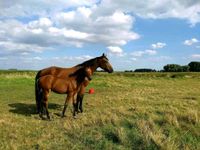 Ogano 3Jährig Wallach Hannoveraner Niedersachsen - Brockum Vorschau