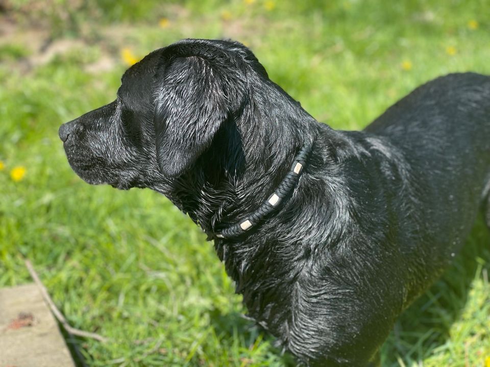 Zeckenschutz Zeckenhalsband Hunde Schmuckhalsband in Tessin