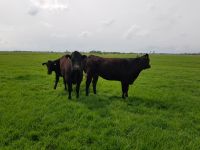 Bio Wagyu Rinder, Ochse, Mütterkühe F1 und F2 Niedersachsen - Moormerland Vorschau