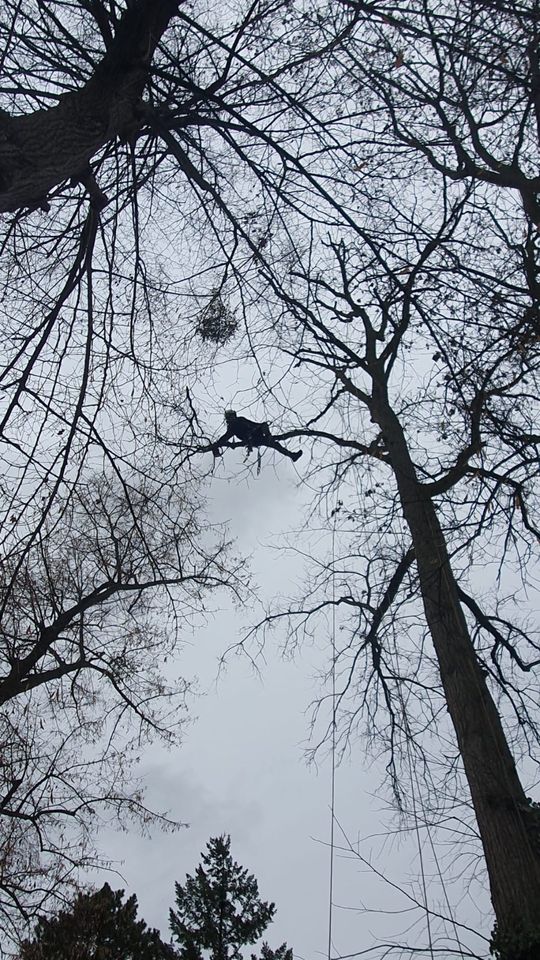 Baumfällung/Baumpflege/Obstbaumschnitt in Nuthe-Urstromtal