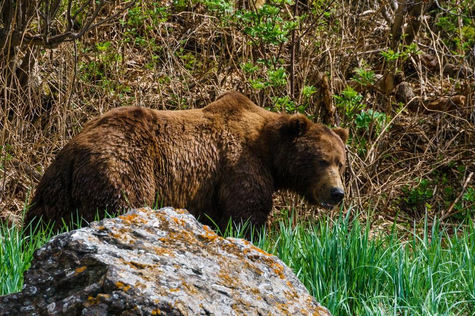 Sony Alpha 77 II (ILCA-77M2) DSLR, 16-50 f2.8, 70-300 f4-5.6 in Geilenkirchen