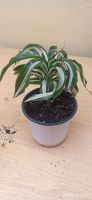 Dracaena Drachenbaum Bayern - Augsburg Vorschau