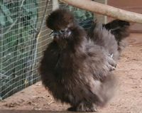 Zwergseidenhuhn SCHOKO farbrein ( keine) Bruteier Zwergseidenhuhn Rheinland-Pfalz - Waldfischbach-Burgalben Vorschau