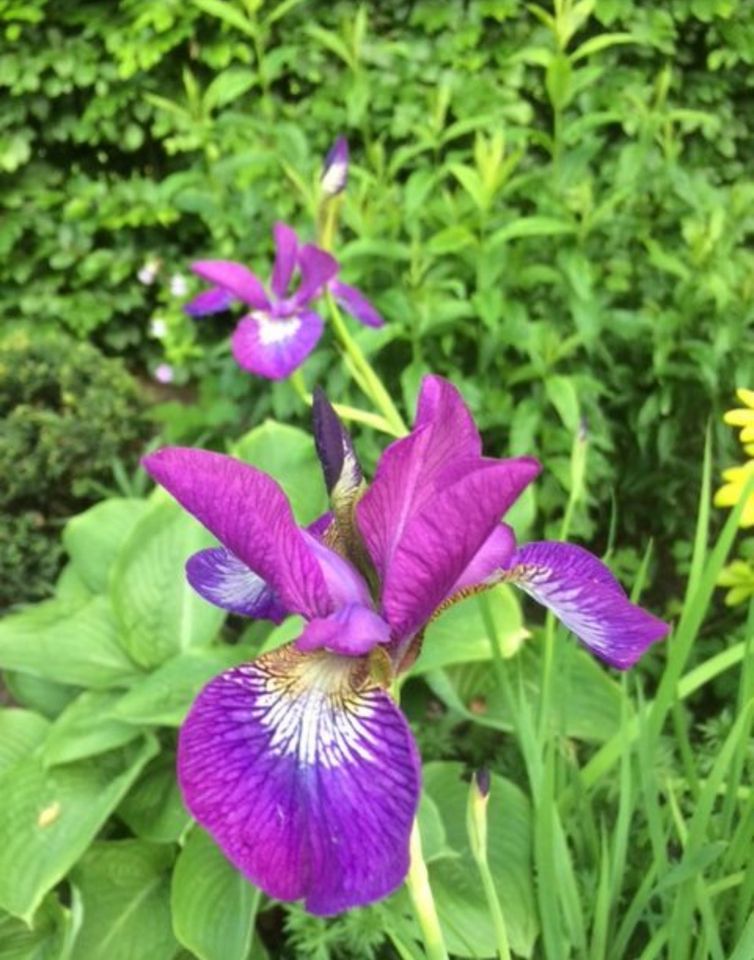 Stauden,Pflanzen,Aronstab,Lupine,Iris,Taglilie,Phlox,Schaumblüte in Zeven