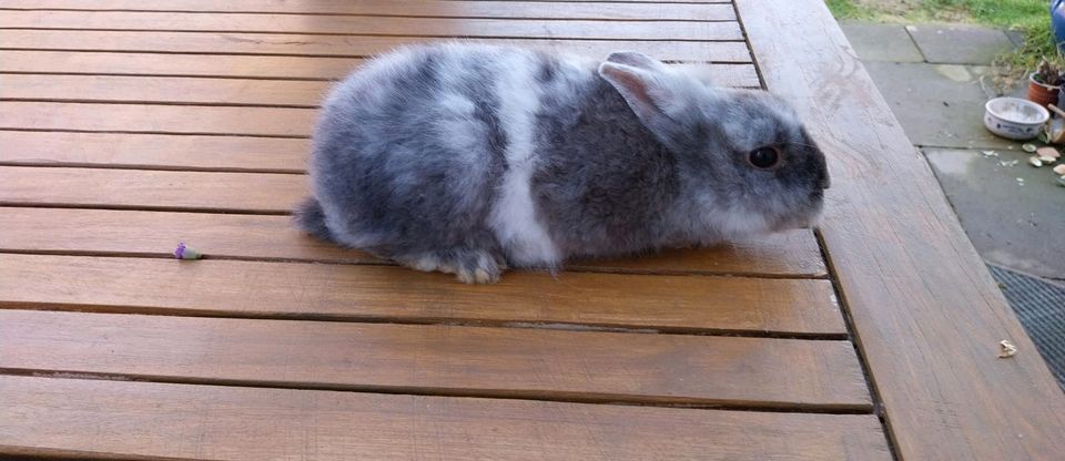 Zwergkaninchen Kaninchen  in liebevolle Hände abzugeben in Lengede