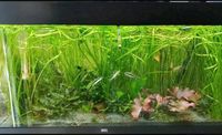 Junger Roter Tiegerlotus/ Aquariumpflanze Niedersachsen - Weyhausen Vorschau