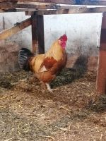 Verschiedene Hähne zu verkaufen (keine Hühner) Niedersachsen - Wahrenholz Vorschau
