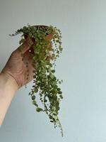 Zwei Pflanzen String of Turtles (Peperomia Prostrata) in Tontöpfe München - Milbertshofen - Am Hart Vorschau
